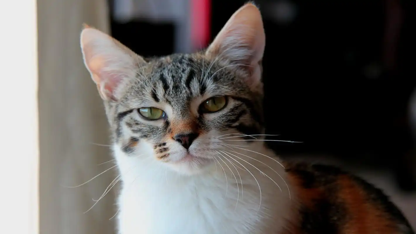 可爱猫咪电脑高清桌面壁纸图片