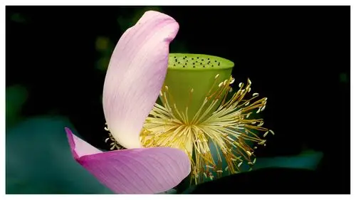 中国名花欣赏·荷花