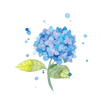 手绘蓝色风信子