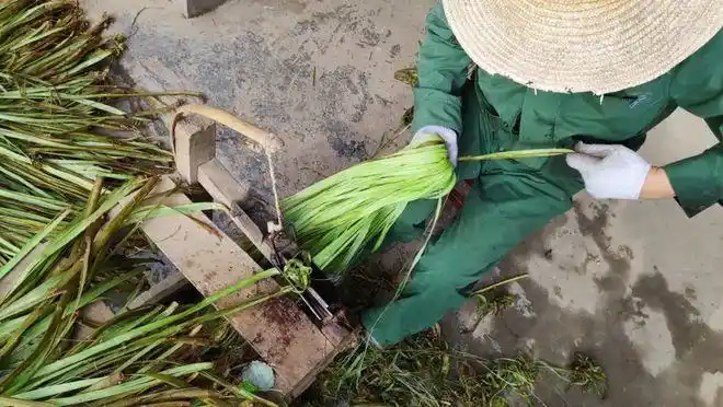 皮夫妻俩却需要整整忙上两天这三分苎麻地又感慨"要是有机器能收麻