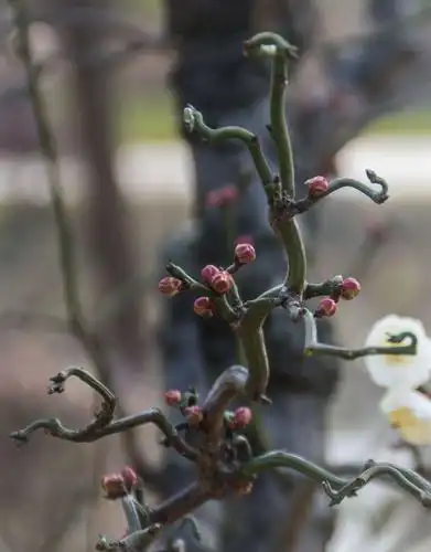 莘庄梅园的"龙游梅"