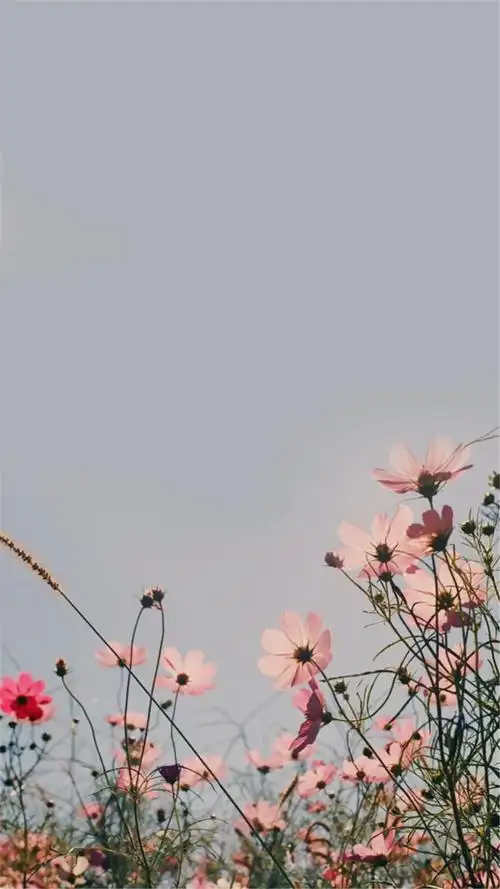 小清新唯美花卉高清手机壁纸