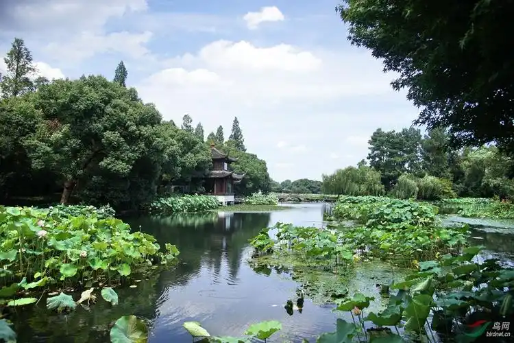 西湖曲院风荷荷景