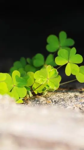 小清新的幸运草