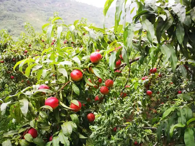 水泉村九莲山蟠桃园采摘开始啦!