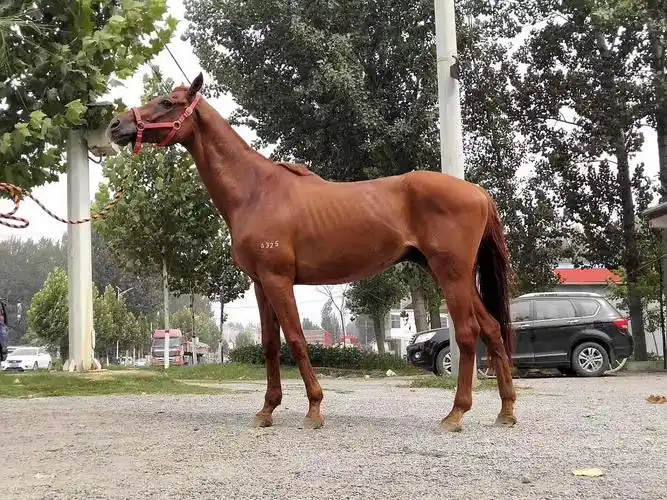 半血马介绍半血马图片半血马价格半血马视频半血马识别