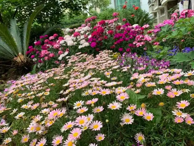 阿姨爷叔们纯手工打造的"开心花园",一起来夸夸吧!