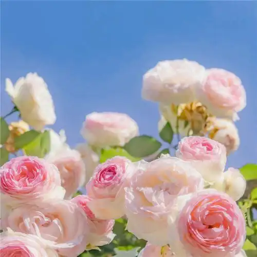 唯美花的头像 风景 清新 淡雅 花朝花暮_风景头像_头像屋