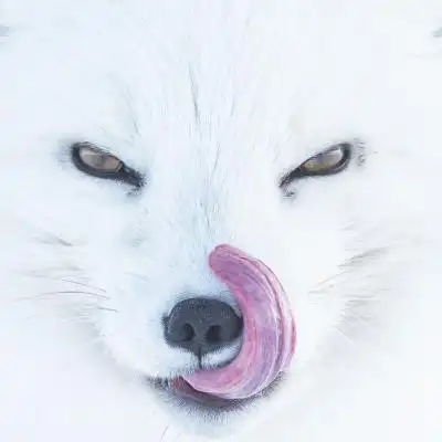 很酷很霸气的动物头像 霸气冷酷动物头像