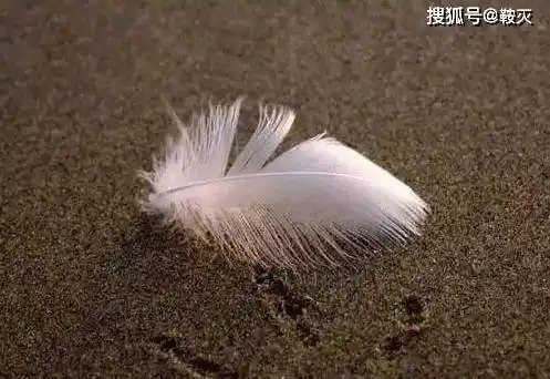 流量明星的本质一根鸡毛罢了