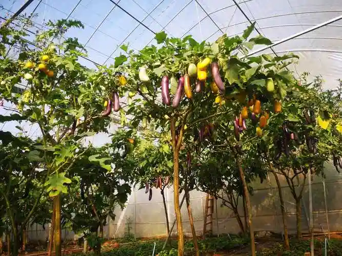 农业新助力,超级山茄树_种植_茄子_结果