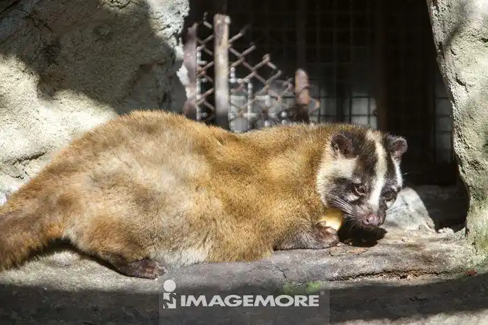 白鼻心,保育类动物,台湾,亚洲