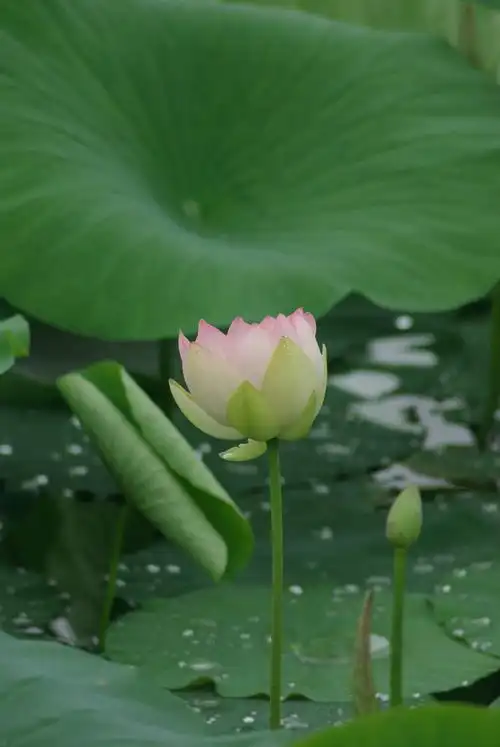 荷花组照( 27张 )