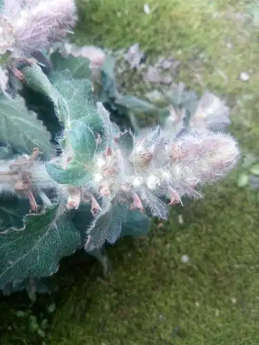 野生中药材白毛夏枯草新鲜散血草破血丹苦草白头翁筋骨草500g推荐