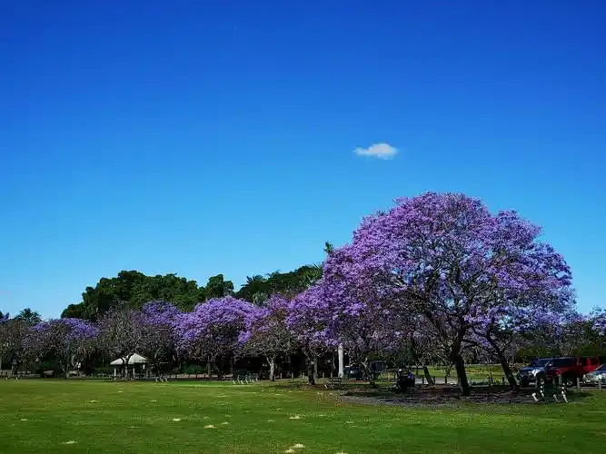 行摄澳洲昆士兰(一)浪漫蓝花楹