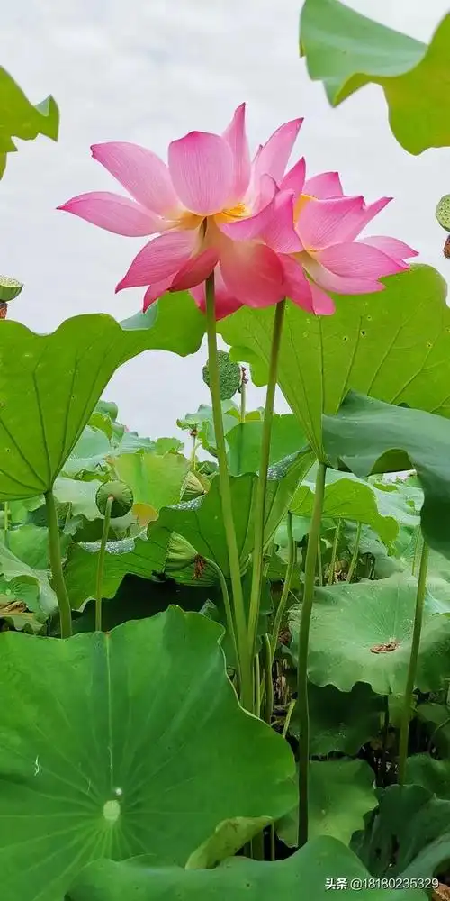 头条问答 - 想要几张适合华为p30pro的红荷花壁纸,可以推荐吗?