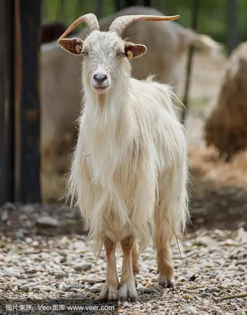 白色的山羊户外