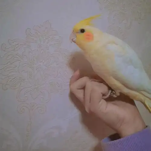 新手养玄凤鹦鹉.请多多指教🌝🌚