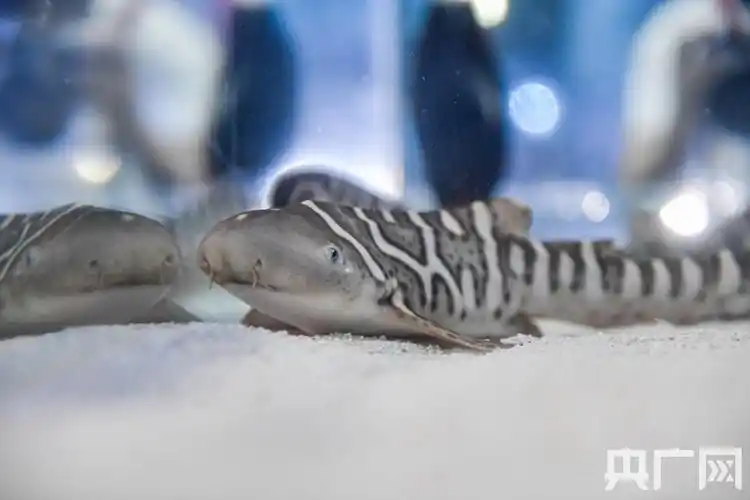 广东三尾新生豹纹鲨宝宝正式亮相 多图围观它们的"养膘"生活