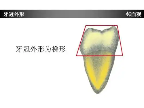 下颌第一磨牙牙体形态简述ppt