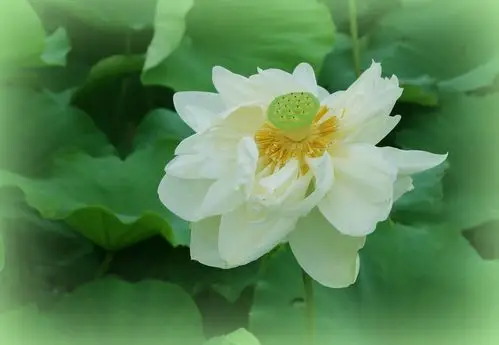 至高纯洁的白荷花