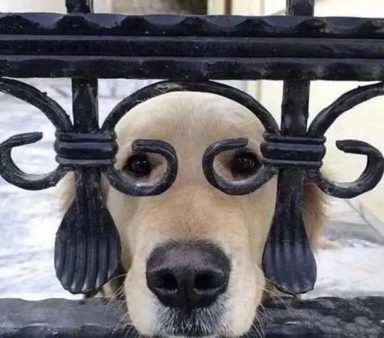 狗头像搞笑沙雕