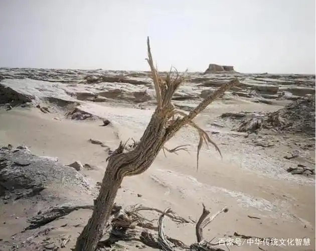 罗布泊已经干涸了,为何大批专家总去那里科考?秘密鲜有人知