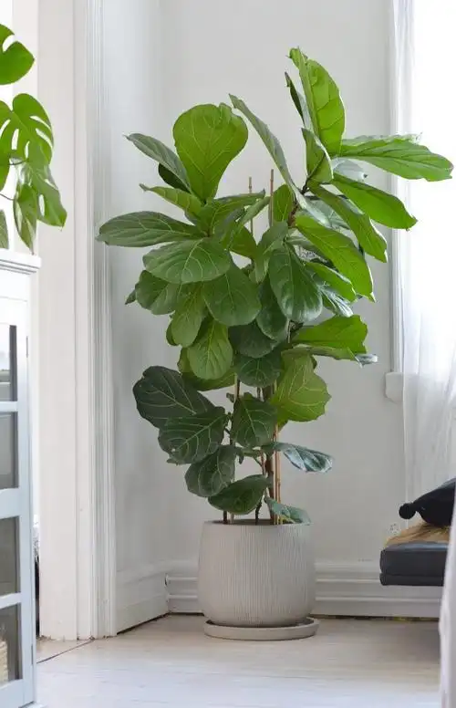 适合室内种植的大只植物打造居家植物园