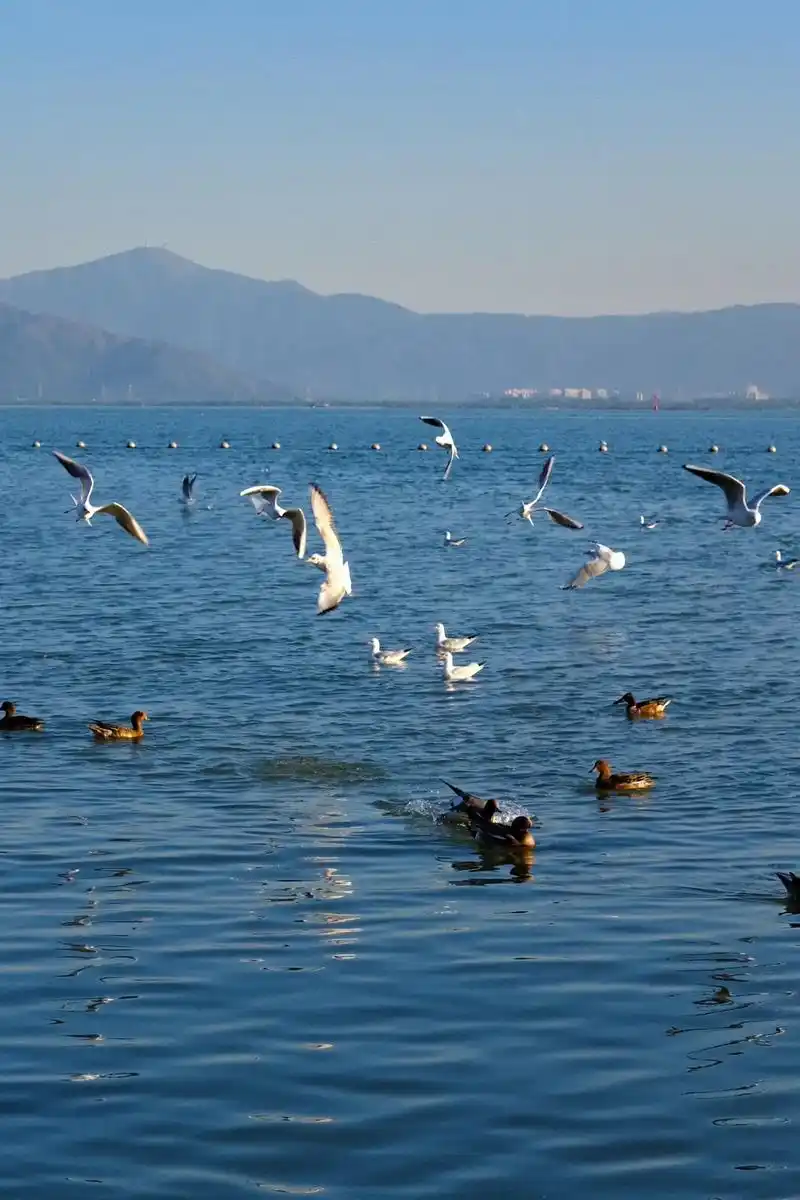 "海鸥没有失约,我也没有"