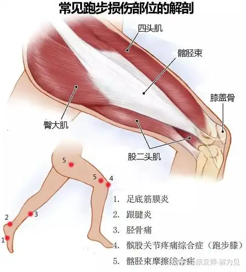 我们大腿外侧有一层深筋膜,也就是阔筋膜,阔筋膜向外侧增厚就形成了髂
