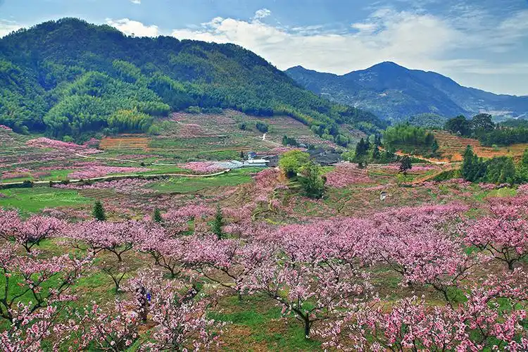 《在那桃花盛开的村庄》