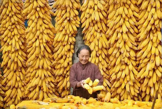收获的季节一起看沂源大地丰收图景