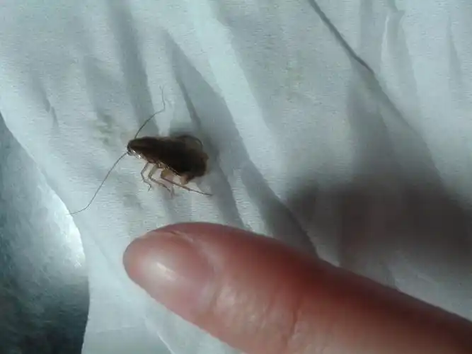 家里出现这种虫子,跑的很快,食指指甲那么大,图中已经被我捏扁,请问这