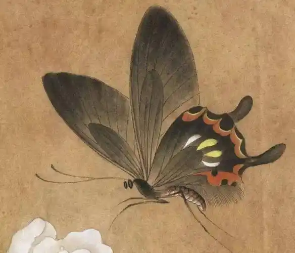 工笔山茶蝴蝶图画法步骤