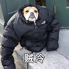 萌宠gif狗gif汪星人gif贼冷gif冷gif搞怪gif