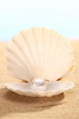 户外,自然,概念,海滩,开_a98f51b4e_贝壳珍珠_创意图片_getty images