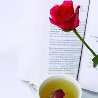 玫瑰花和一本书的图片头像_微信头像图片大全