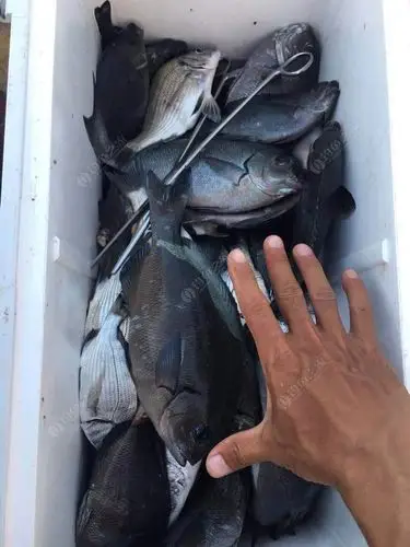 黑毛鱼的季节已经来临,喜欢矶钓的朋友抓紧时间去