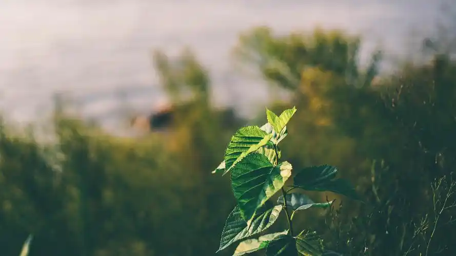 壁纸 绿叶特写,植物 3840x2160 uhd 4k 高清壁纸, 图片, 照片