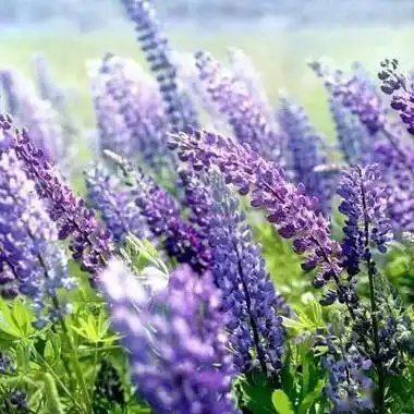 微信头像 | 象征着好运的花卉头像