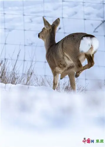 近年来,正蓝旗草原生态持续向好,草场里时常可见到狍子,狐狸