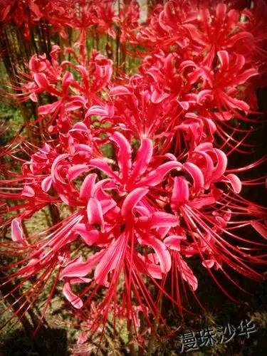 彼岸花,传说中的地狱之花.花开不见叶,叶开不见花.