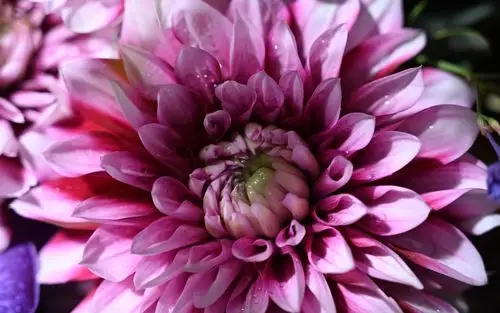 壁纸 粉红色大丽花微距摄影,水滴 7680x4320 uhd 8k 高清壁纸, 图片