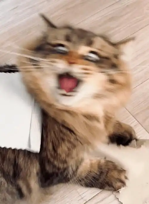 一只倔强的猫咪明明可以靠脸吃饭却偏偏要做表情包