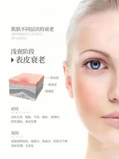 肌肤不同层次衰老表现