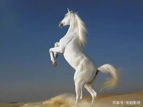 再谈《八佰》小人物与白马