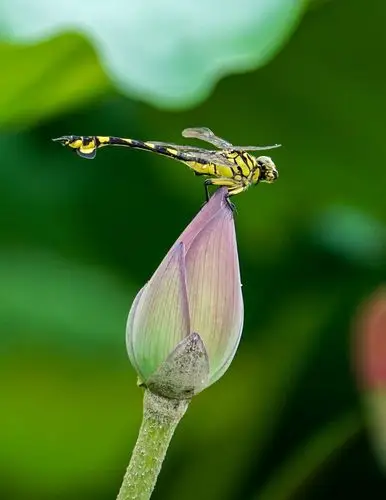 蜻蜓与荷花