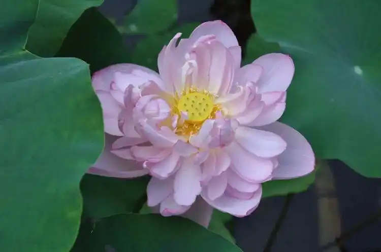 佛教珍品观赏莲花:千瓣莲(原创首发)