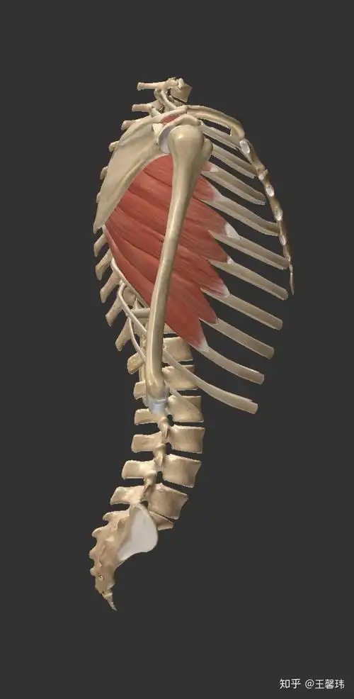 那些被我们忽略掉的小肌肉系列--前锯肌