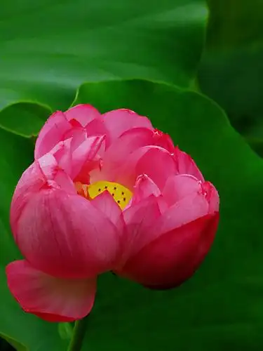 伏天的荷花,有妩媚有妖娆,也有寂寞与兴替